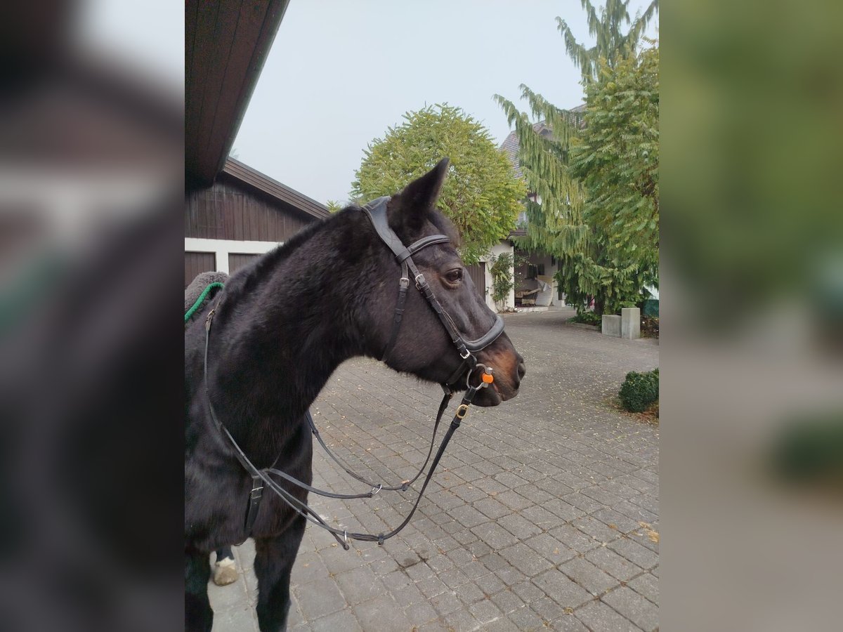 Engels volbloed Merrie 19 Jaar 148 cm Donkerbruin in Bazenheid