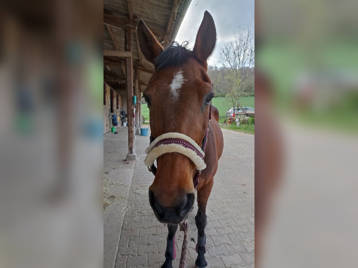 Engels volbloed Merrie 23 Jaar 165 cm Bruin in Groß-Umstadt