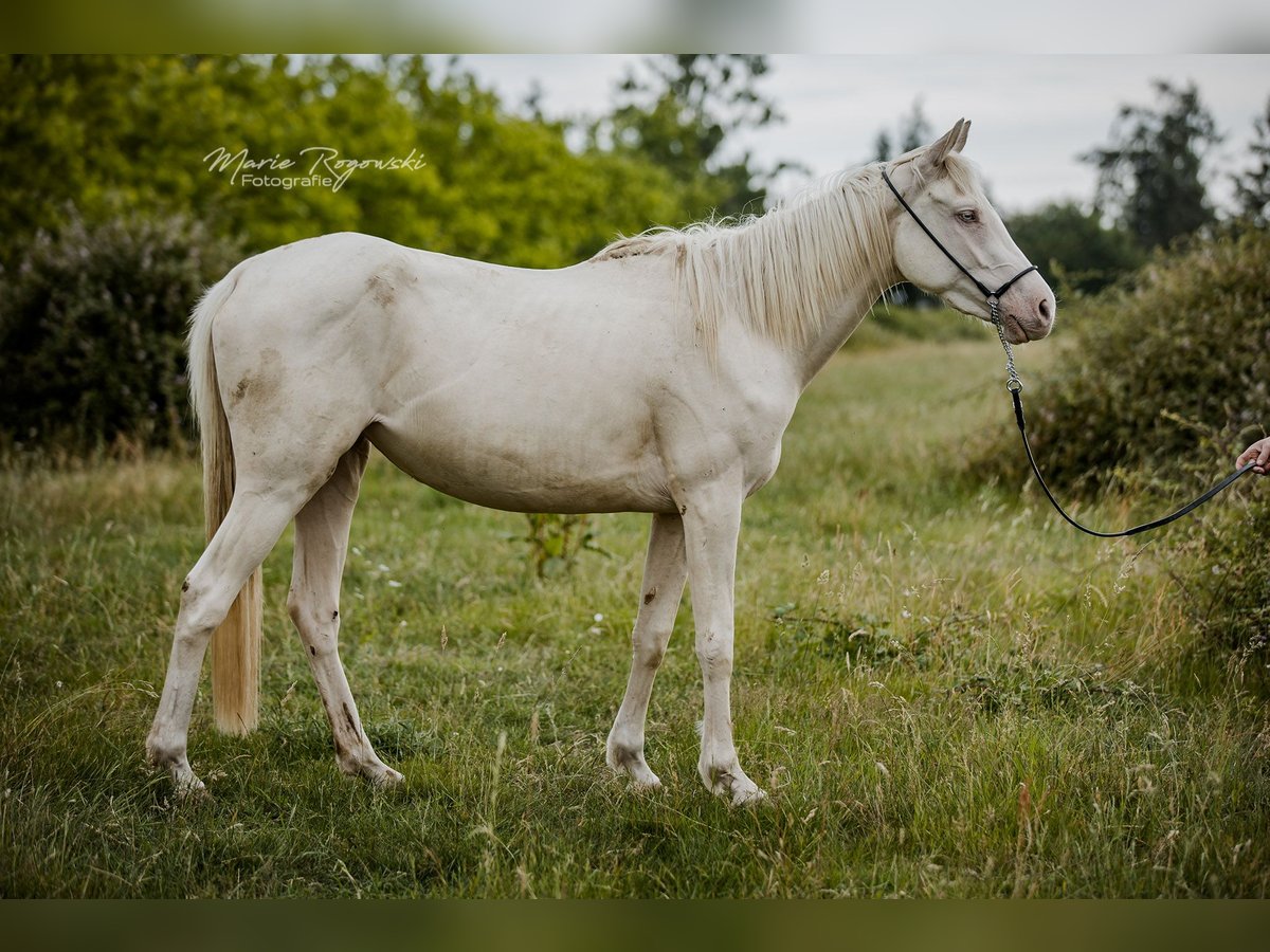Engels volbloed Merrie 3 Jaar 157 cm Cremello in Beaumont-Pied-de-Buf
