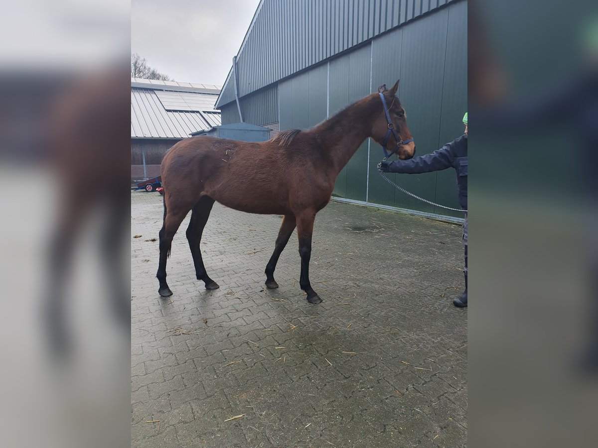 Engels volbloed Merrie 3 Jaar 158 cm Bruin in Geesbrug