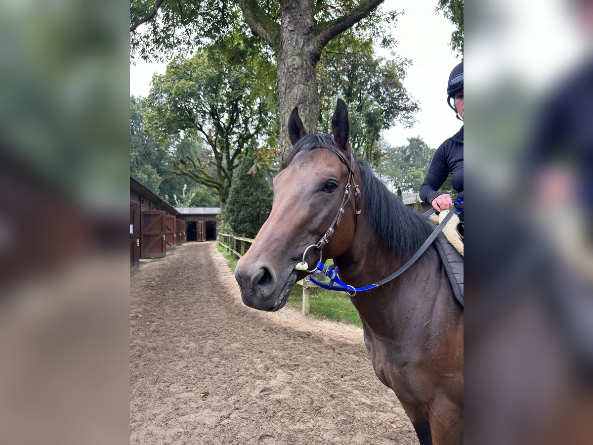 Engels volbloed Merrie 3 Jaar 162 cm Bruin in KrefeldKrefeld