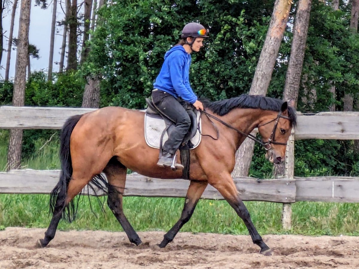 Engels volbloed Merrie 4 Jaar 162 cm Bruin in Möser