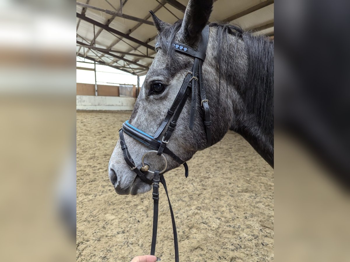 Engels volbloed Merrie 4 Jaar 162 cm Zwartschimmel in Griesstätt