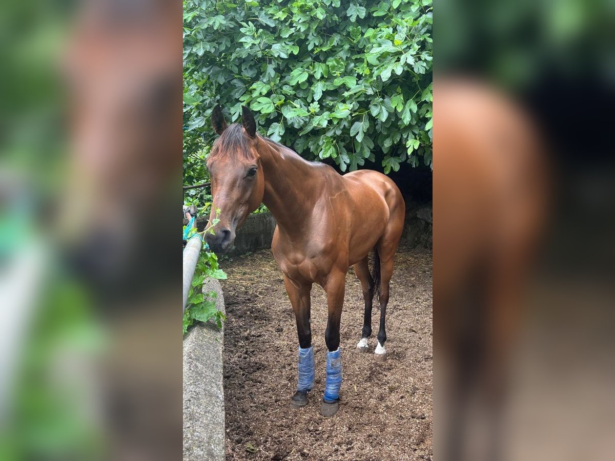 Engels volbloed Merrie 4 Jaar 170 cm Bruin in La Guancha