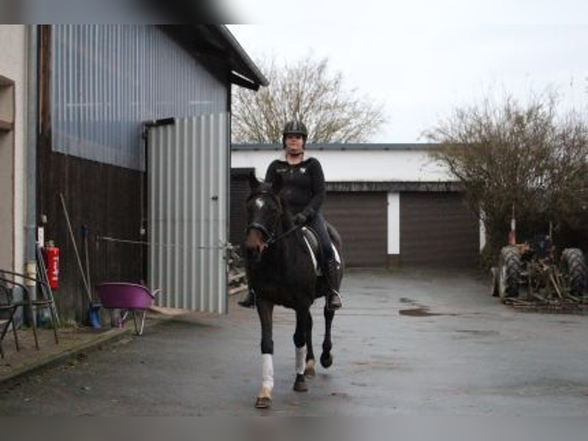 Engels volbloed Merrie 5 Jaar 152 cm Donkerbruin in Löhnberg