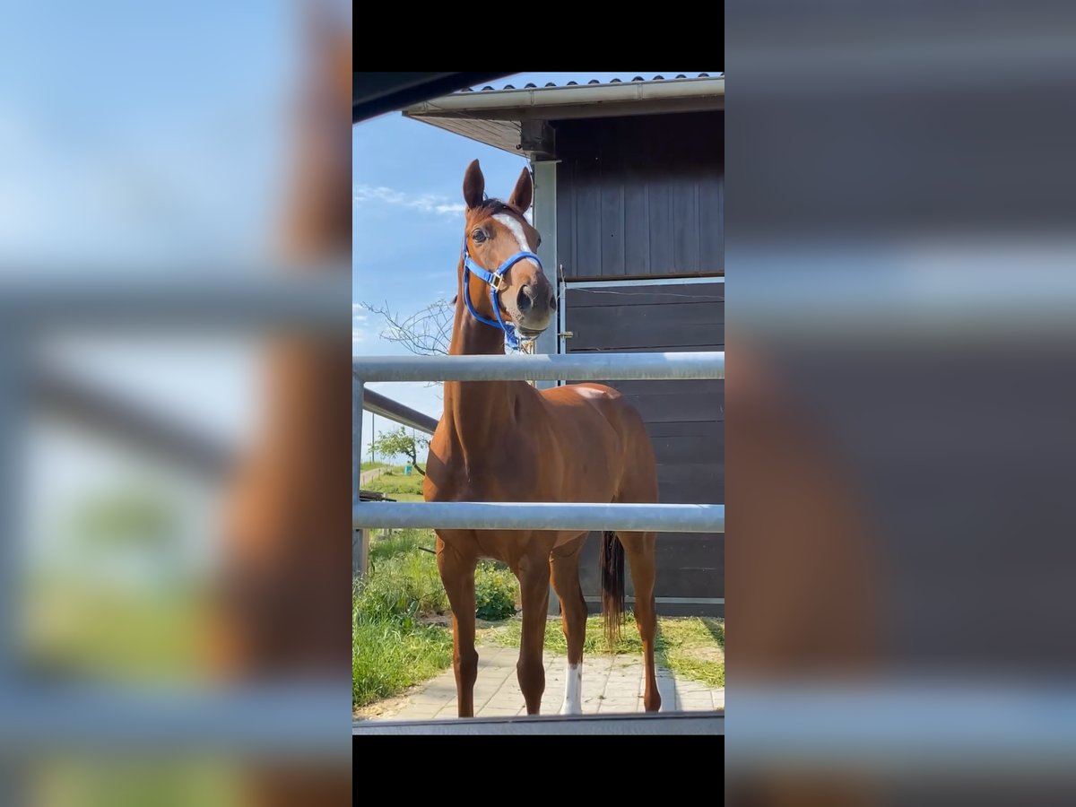 Engels volbloed Merrie 5 Jaar 162 cm Vos in Oberstammheim