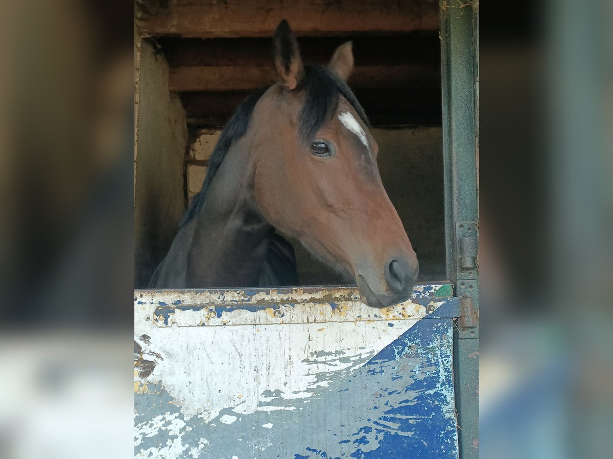 Engels volbloed Merrie 5 Jaar 163 cm Bruin in Wassenaar