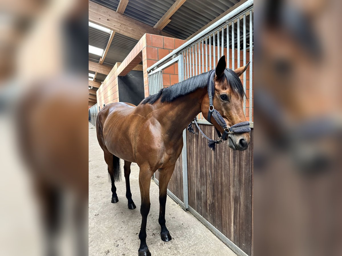 Engels volbloed Merrie 5 Jaar 163 cm Bruin in Sanitz