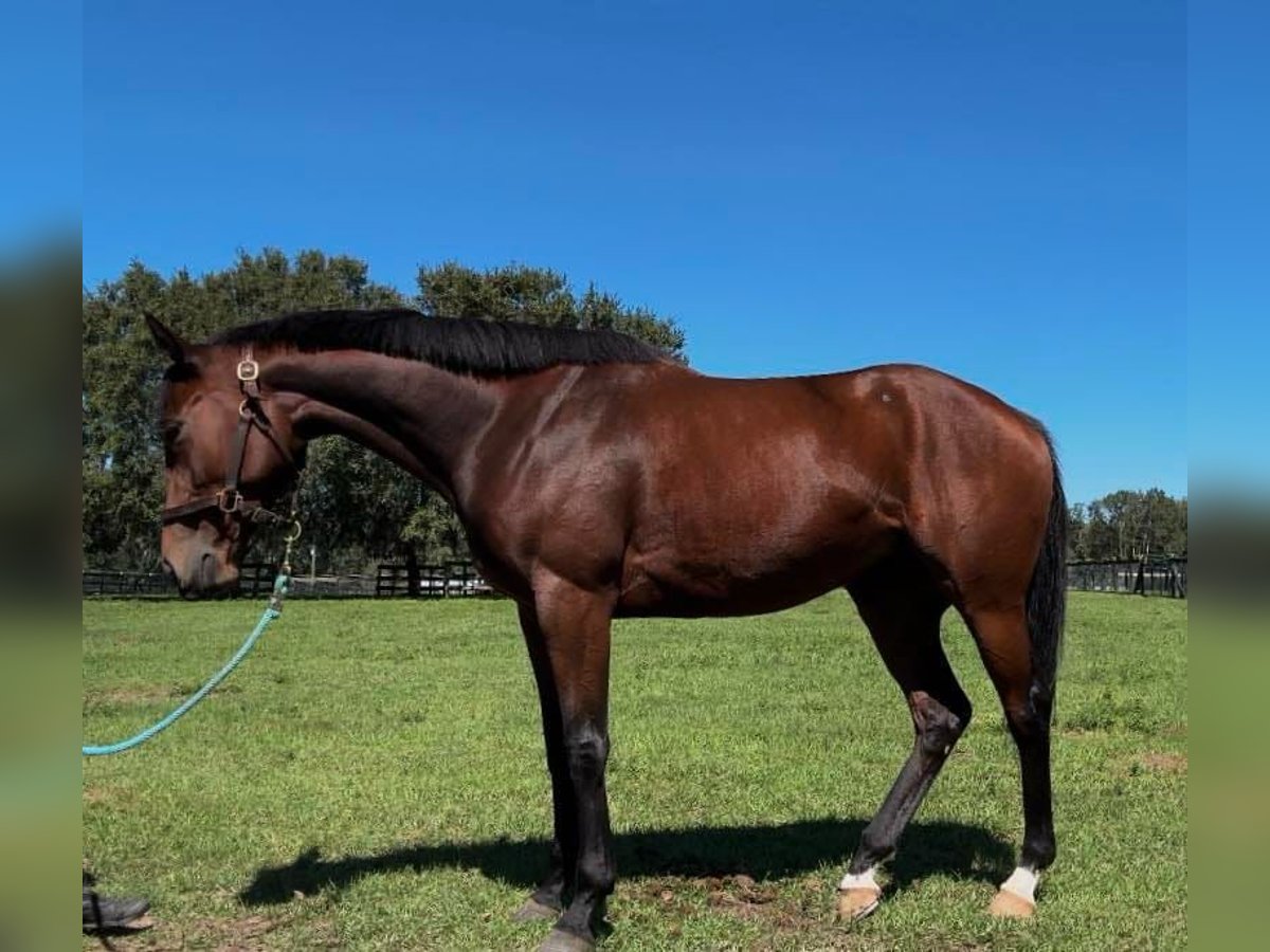 Engels volbloed Merrie 5 Jaar 163 cm Roodbruin in Bunnell