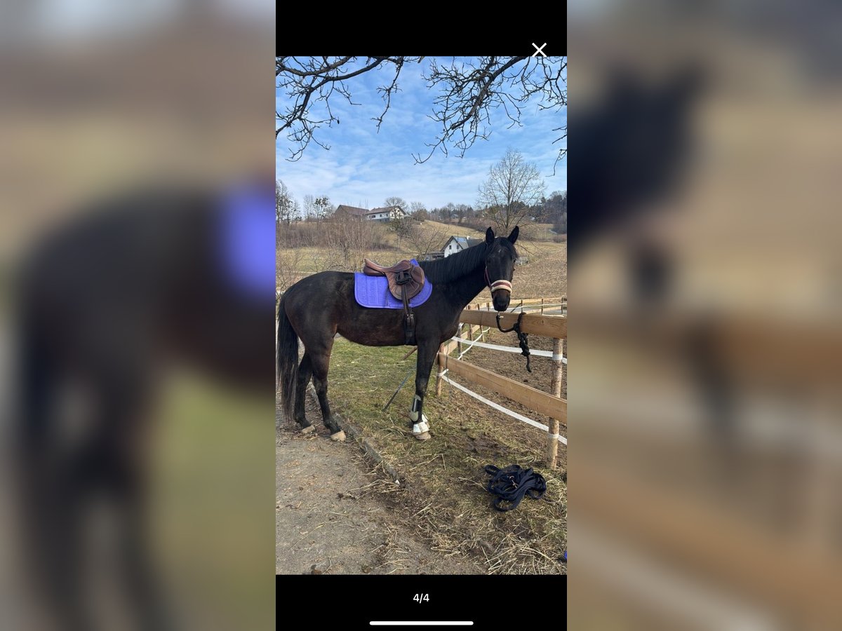 Engels volbloed Merrie 5 Jaar 163 cm Zwartbruin in Feldbach