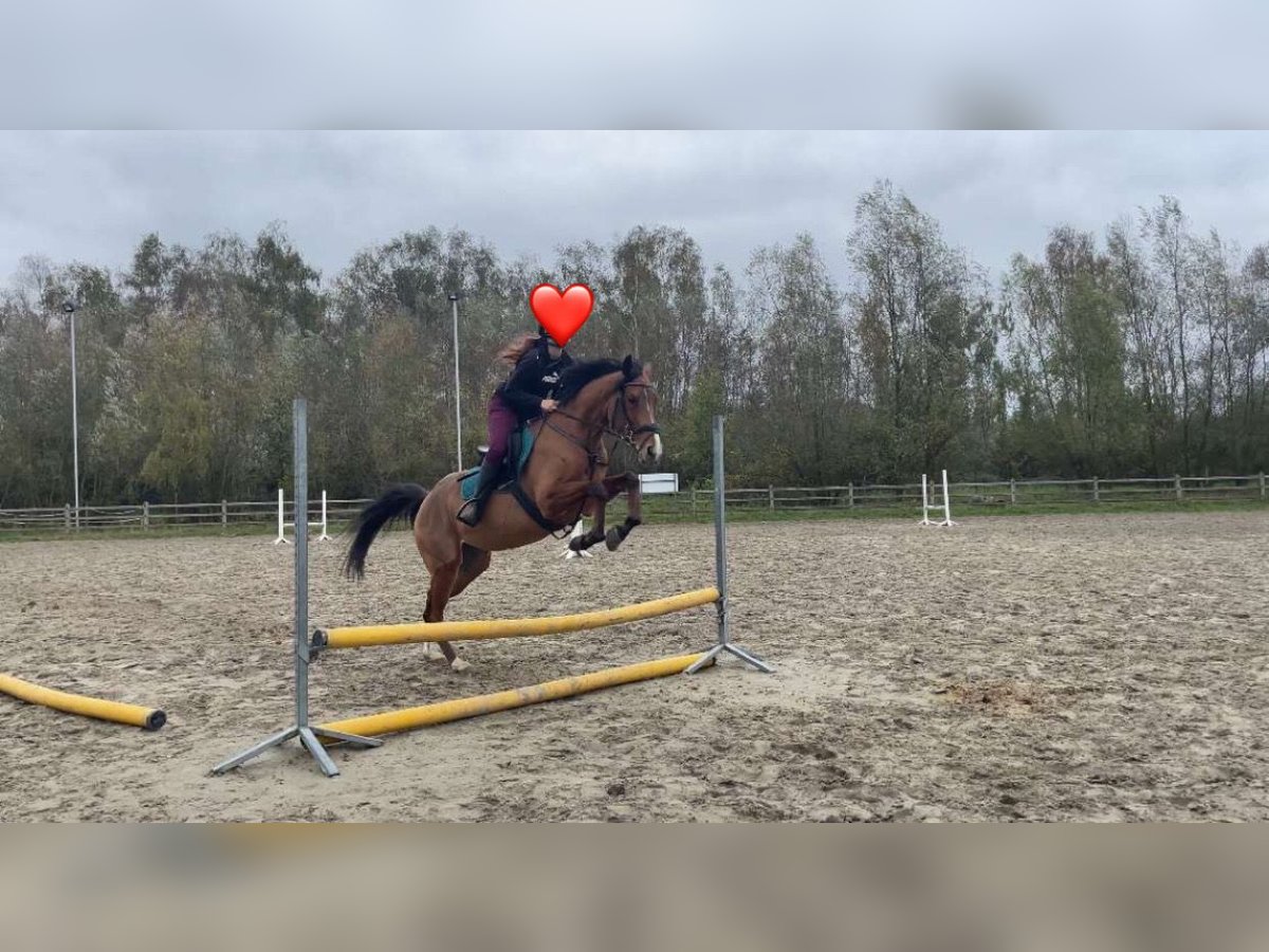 Engels volbloed Merrie 5 Jaar 164 cm Lichtbruin in Gent