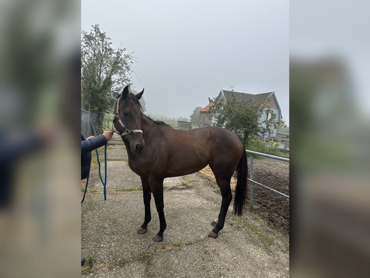 Engels volbloed Merrie 5 Jaar Bruin in Landgraaf