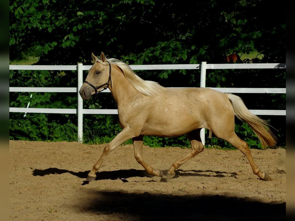 Engels volbloed Merrie 6 Jaar 160 cm Palomino in Ruila