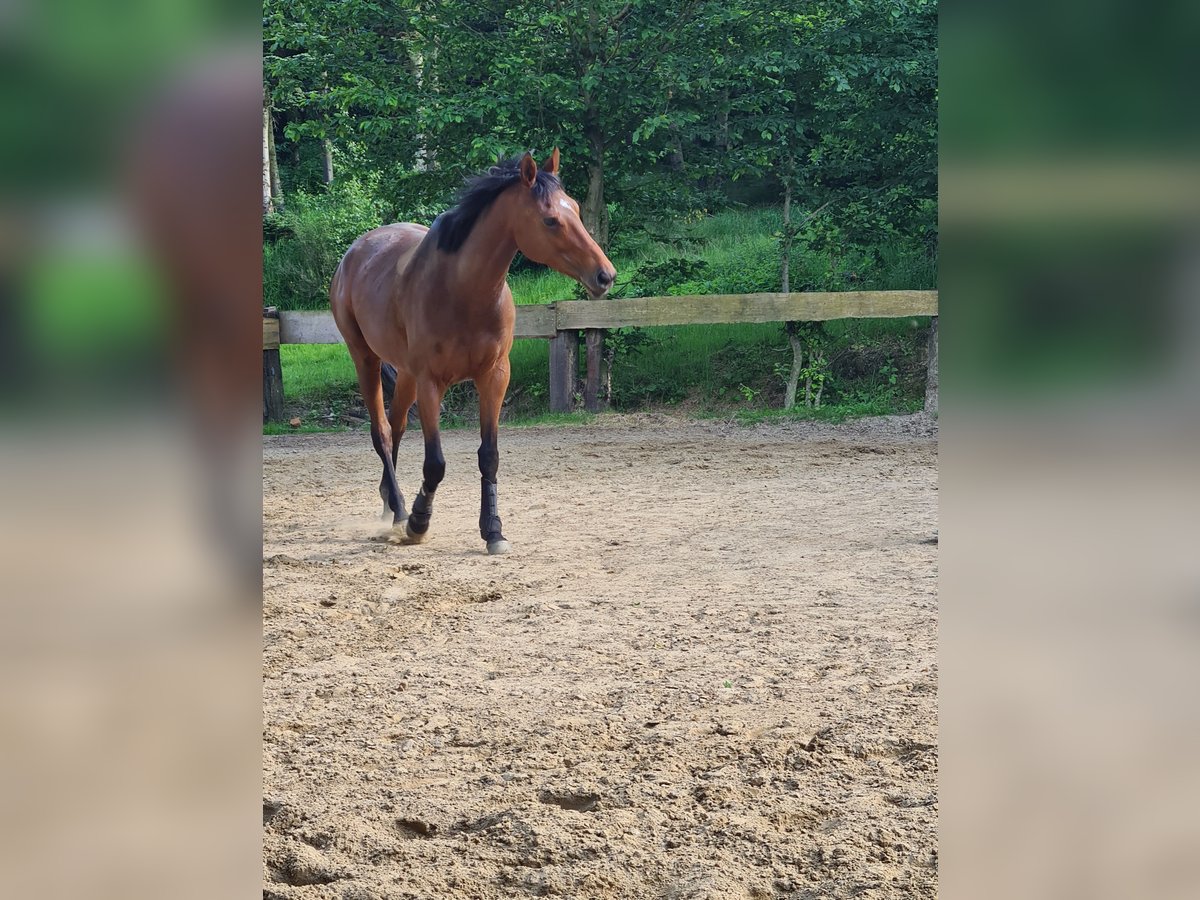 Engels volbloed Merrie 6 Jaar 163 cm Bruin in Lotte