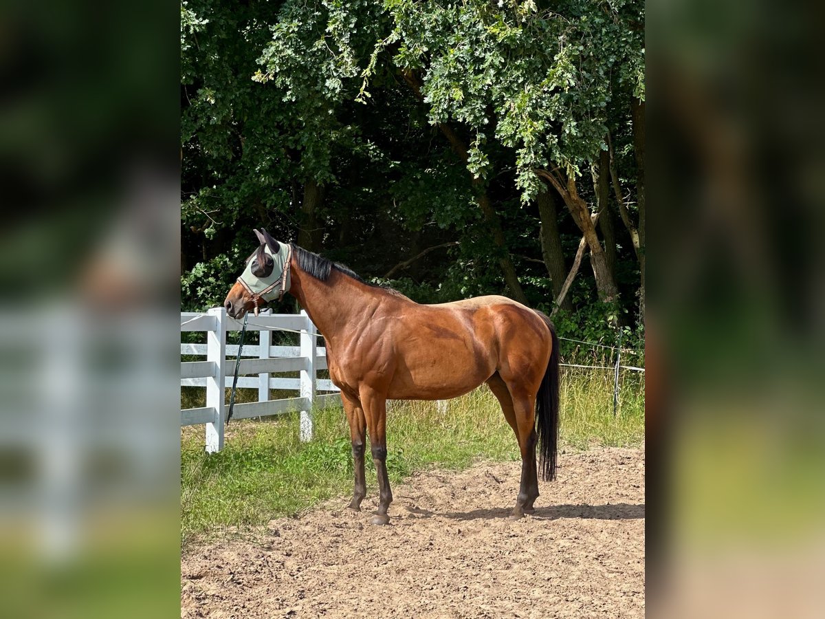 Engels volbloed Merrie 6 Jaar 163 cm Bruin in Sanitz