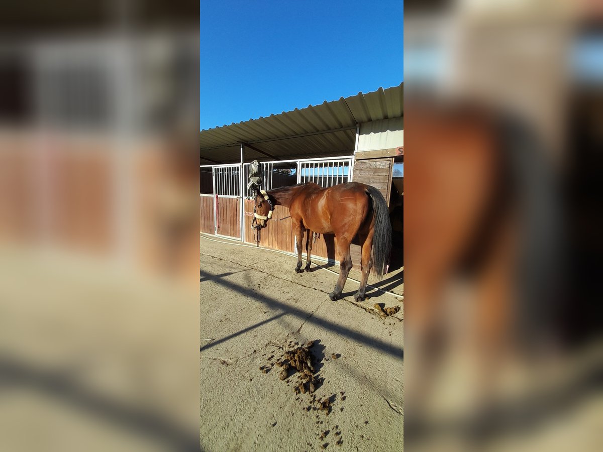 Engels volbloed Merrie 7 Jaar 163 cm Bruin in Villa San Secondo