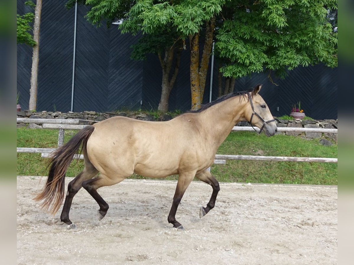 Engels volbloed Merrie 7 Jaar 163 cm Buckskin in Ruila