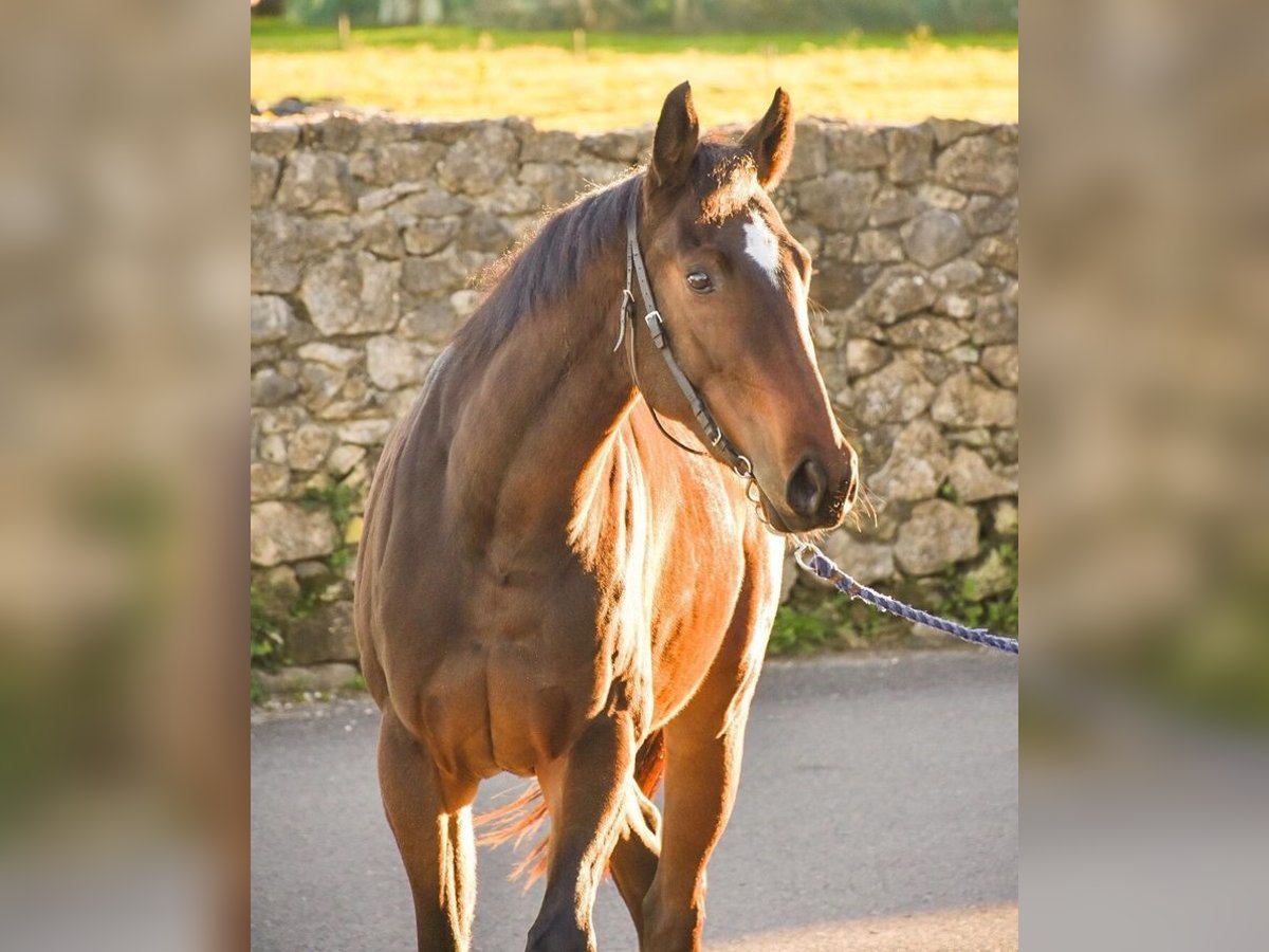 Engels volbloed Merrie 7 Jaar 163 cm Donkerbruin in Palencia