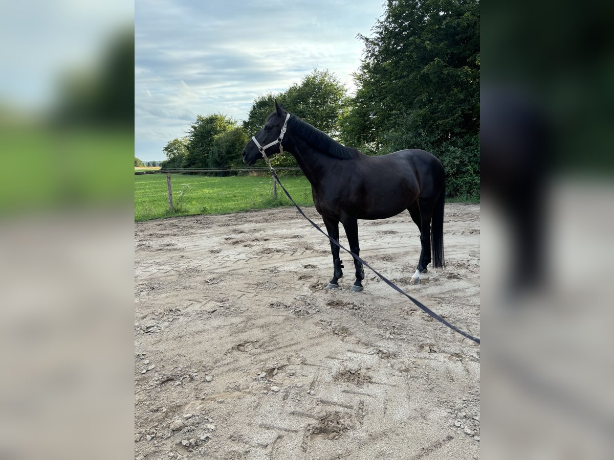 Engels volbloed Merrie 8 Jaar 160 cm Zwartbruin in Weimar