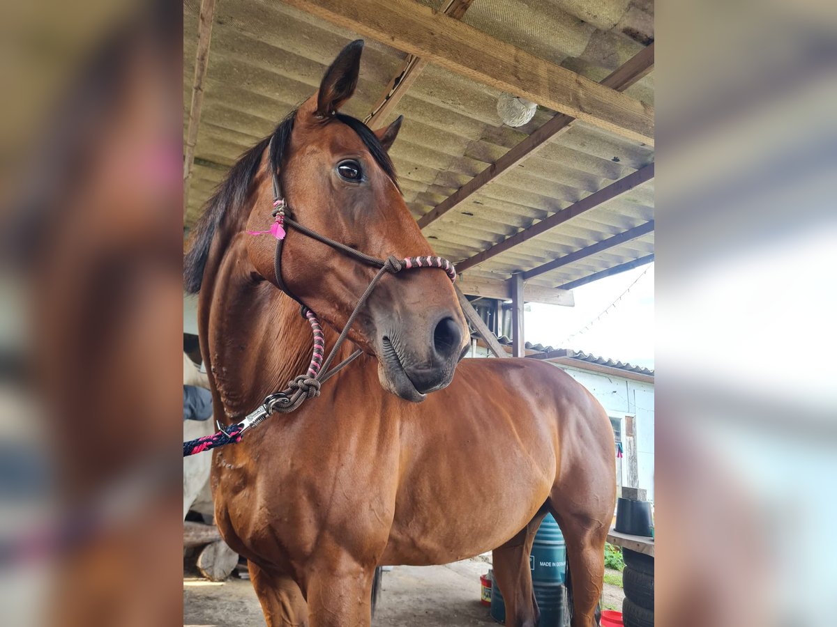 Engels volbloed Merrie 8 Jaar 165 cm Bruin in Grabow