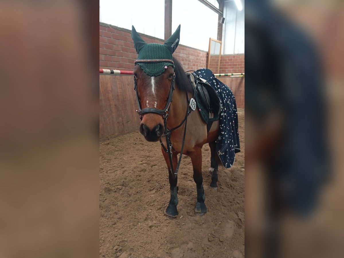 Engels volbloed Merrie 9 Jaar 155 cm Bruin in Herne