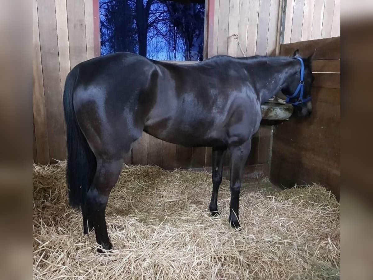 Engels volbloed Merrie 9 Jaar 156 cm Zwartbruin in Oberstammheim