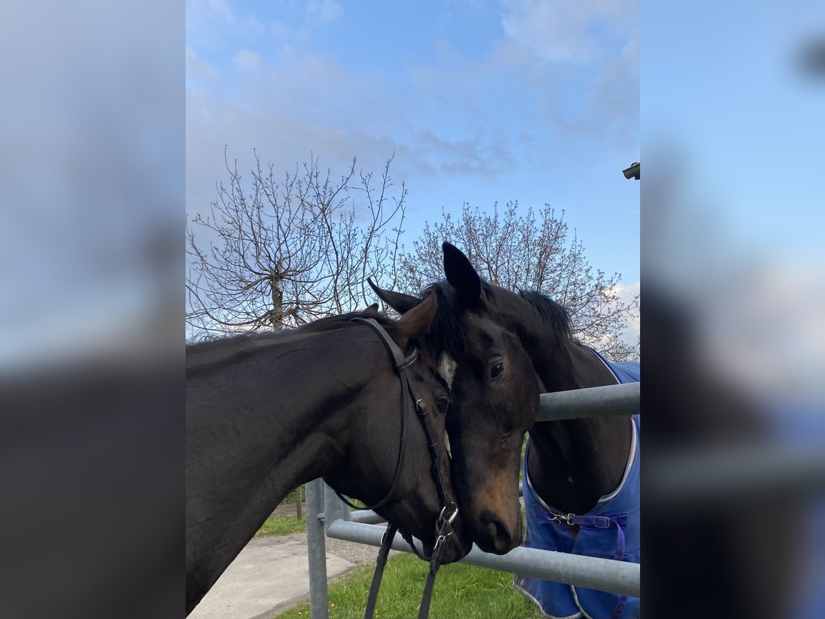 Engels volbloed Merrie 9 Jaar 157 cm Zwartbruin in Oberstammheim