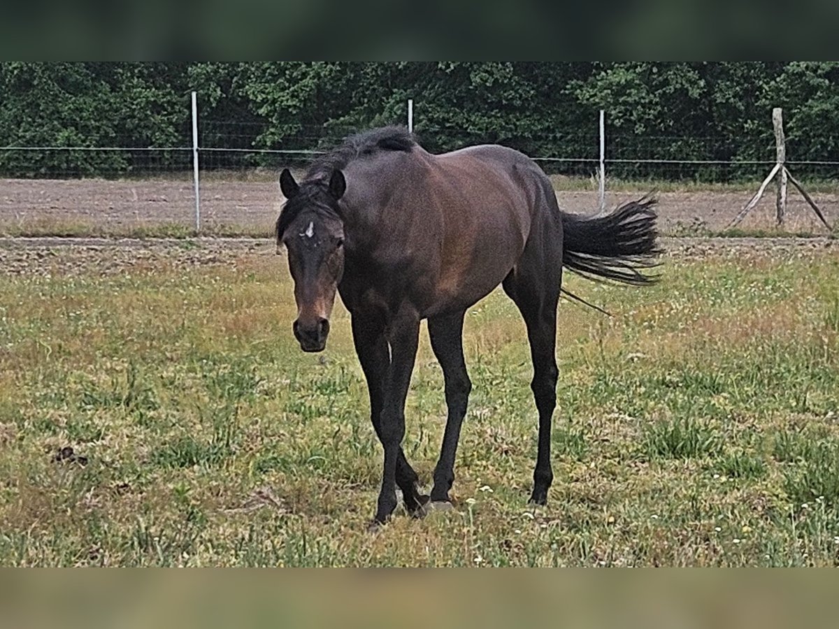 Engels volbloed Merrie 9 Jaar 160 cm Donkerbruin in Luckaitztal