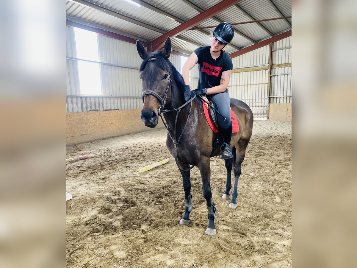 Engels volbloed Merrie 9 Jaar 163 cm Bruin in Sligo