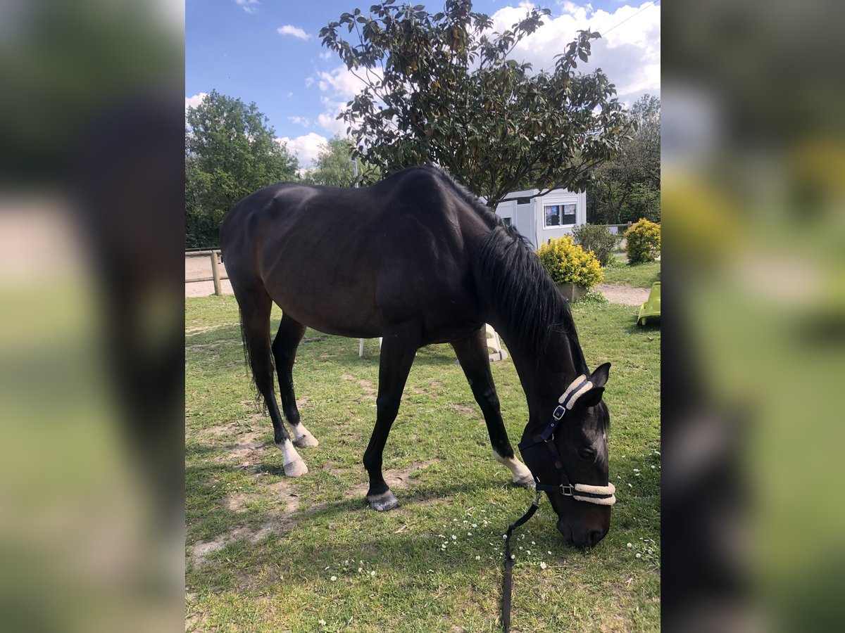 Engels volbloed Ruin 10 Jaar 165 cm Zwartbruin in La Chapelle-sur-Erdre