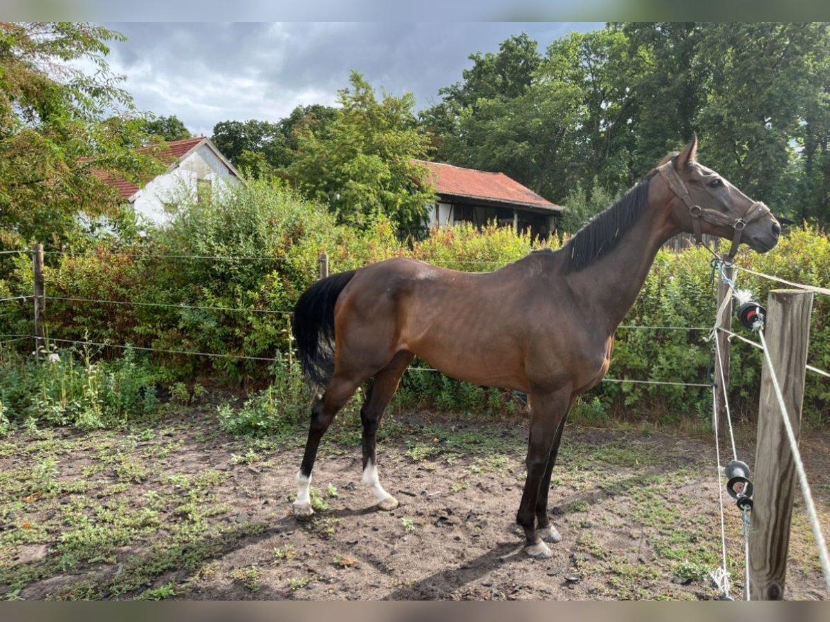 Engels volbloed Ruin 12 Jaar 161 cm Donkerbruin in Zeiskam