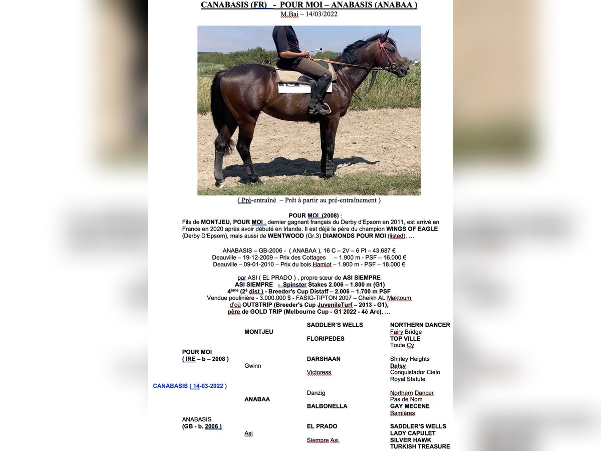 Engels volbloed Ruin 3 Jaar 165 cm Bruin in FR-SAINT WAAST