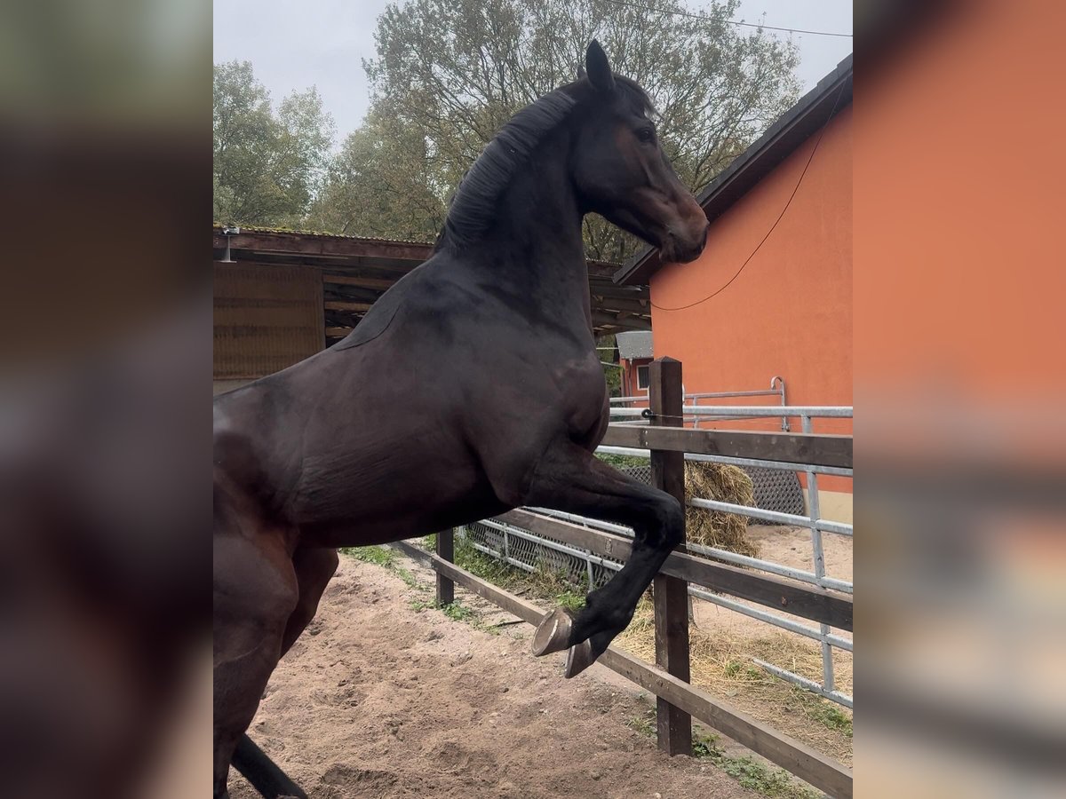 Engels volbloed Ruin 4 Jaar 163 cm Donkerbruin in Iffezheim