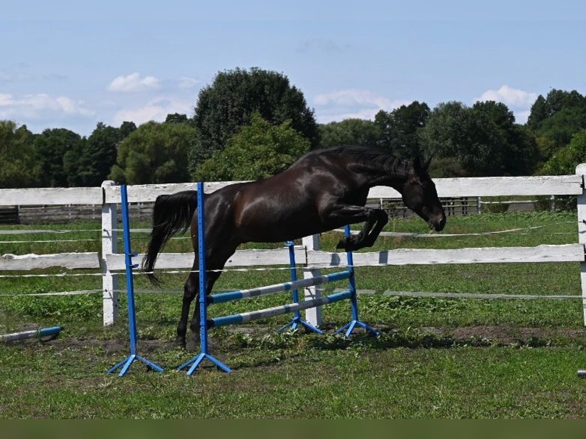 Engels volbloed Mix Ruin 5 Jaar 163 cm Zwartbruin in Santok