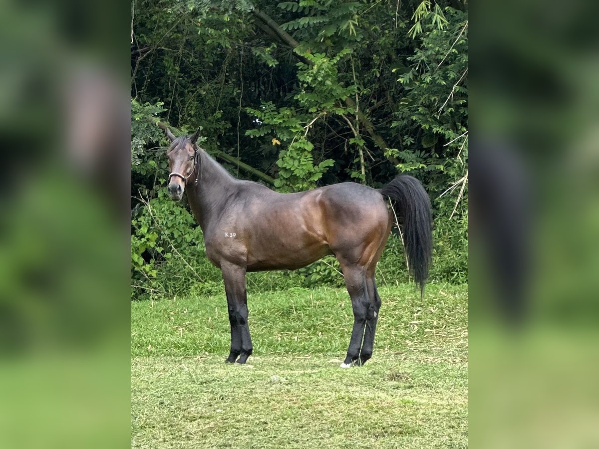 Engels volbloed Ruin 8 Jaar 152 cm Bruin in Wenum Wiesel