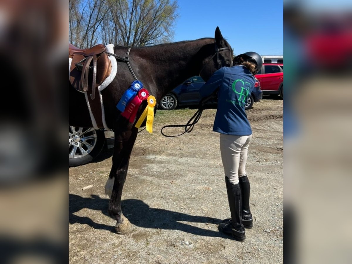 Engels volbloed Ruin 8 Jaar 163 cm Donkerbruin in kingsville