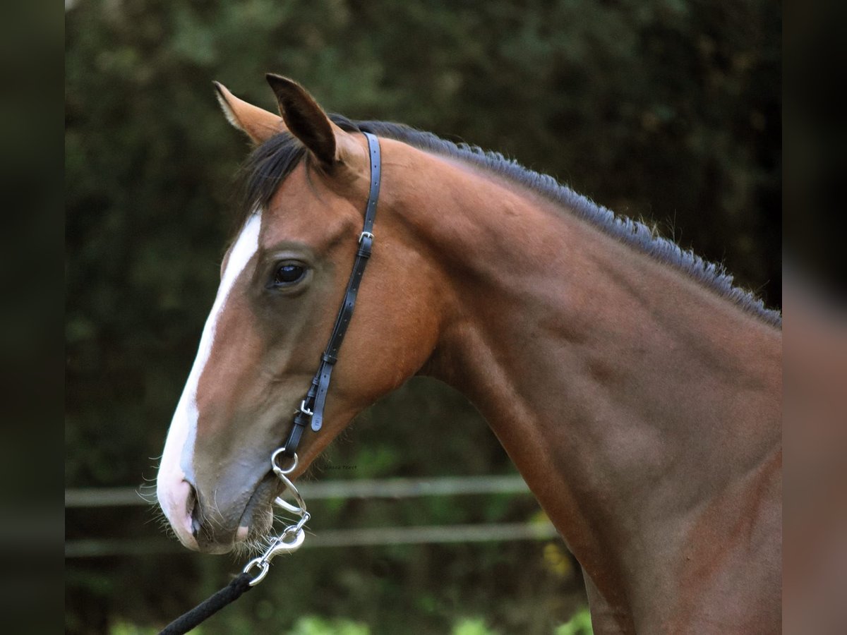 Engelskt fullblod Hingst 1 år 148 cm Brun in Ames