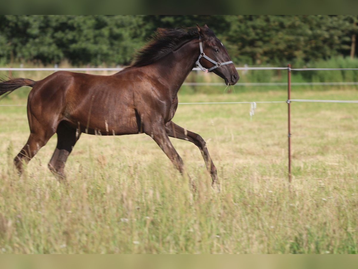 Engelskt fullblod Hingst 1 år 150 cm Mörkbrun in Perleberg