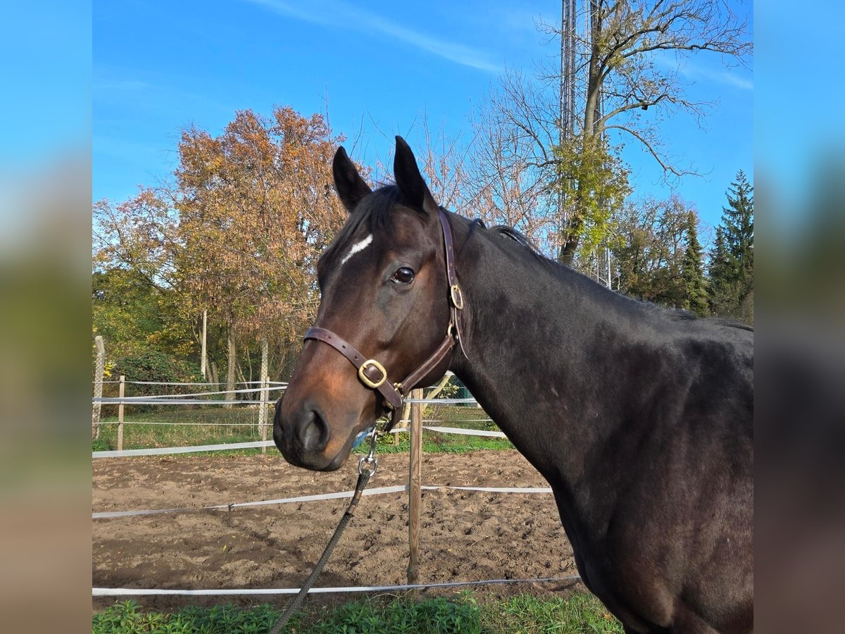 Engelskt fullblod Hingst 2 år 160 cm Mörkbrun in Neuenhagen