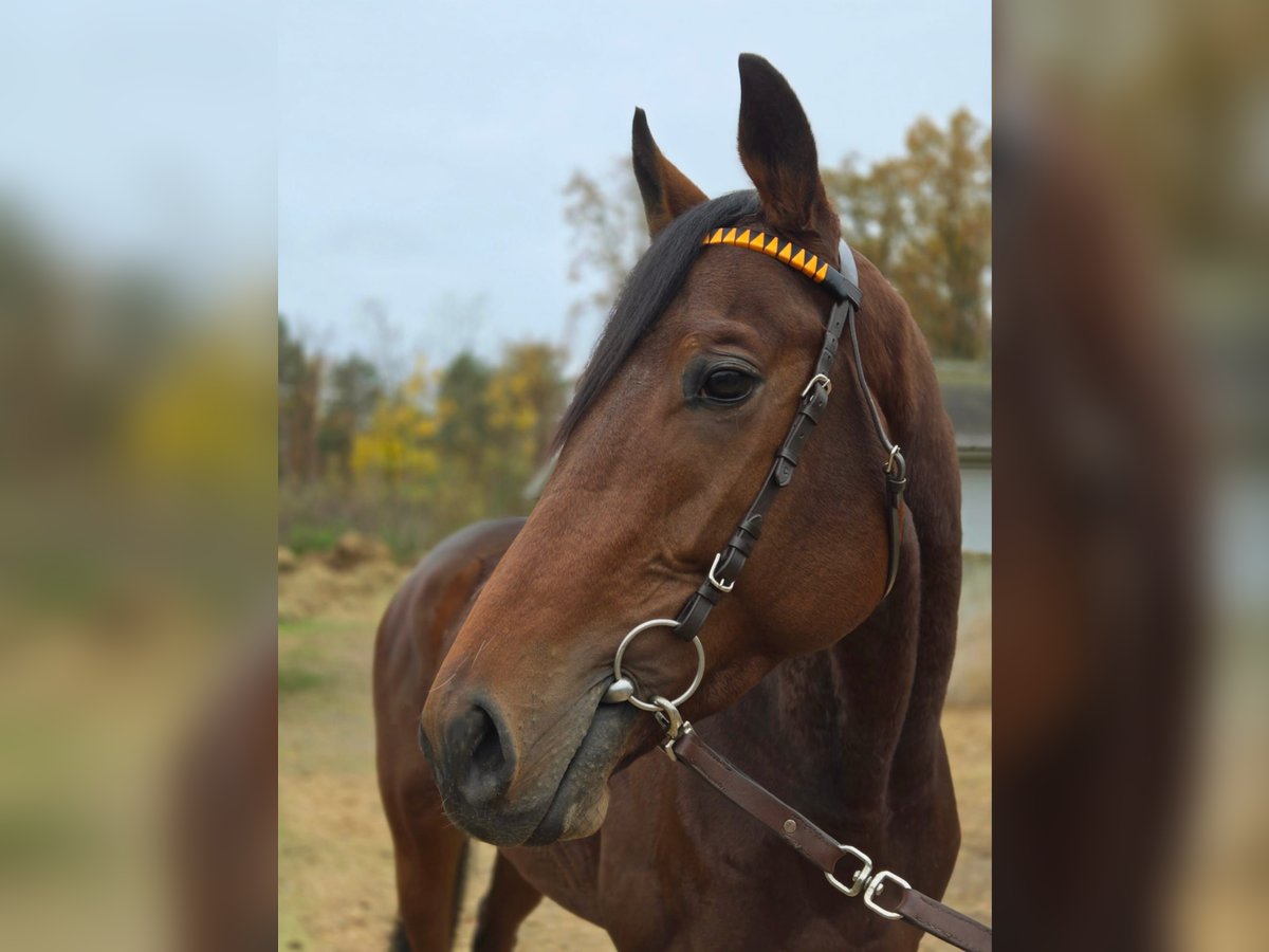 Engelskt fullblod Hingst 2 år 169 cm Brun in Neuenhagen bei Berlin