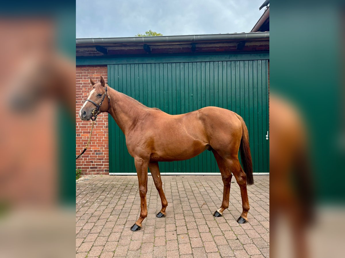 Engelskt fullblod Hingst 3 år 162 cm fux in Hamburg