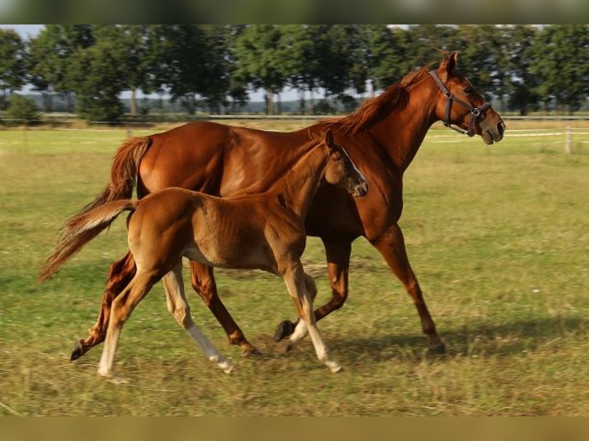 Engelskt fullblod Hingst Föl (04/2024) fux in PerlebergPerleberg