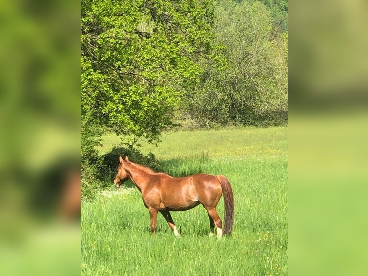 Engelskt fullblod Sto 12 år 159 cm fux in Eichenbach