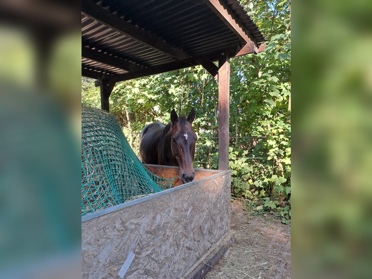 Engelskt fullblod Sto 19 år 158 cm Brun in Friedberg