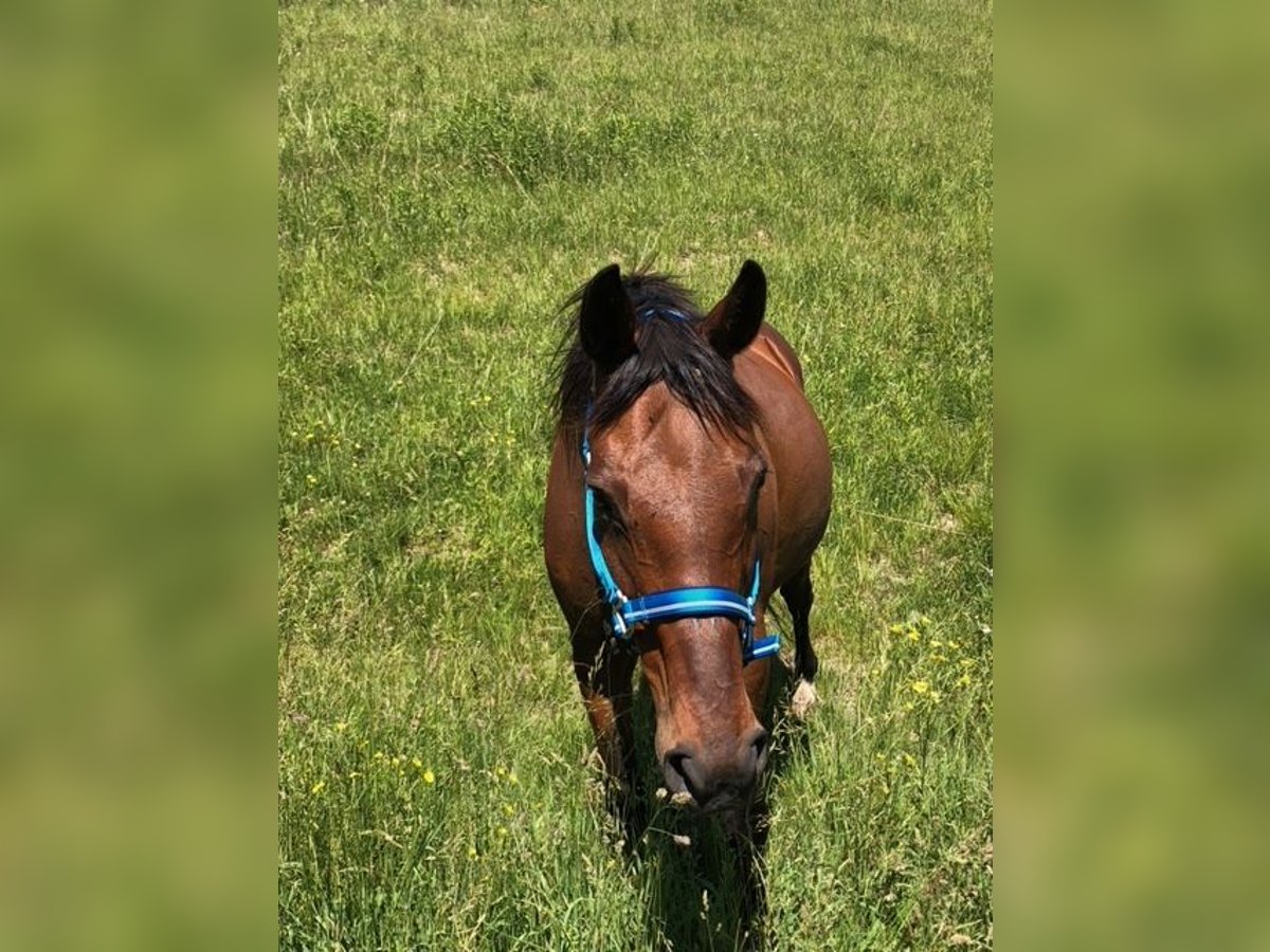 Engelskt fullblod Sto 20 år 163 cm Brun in Randolph, NY