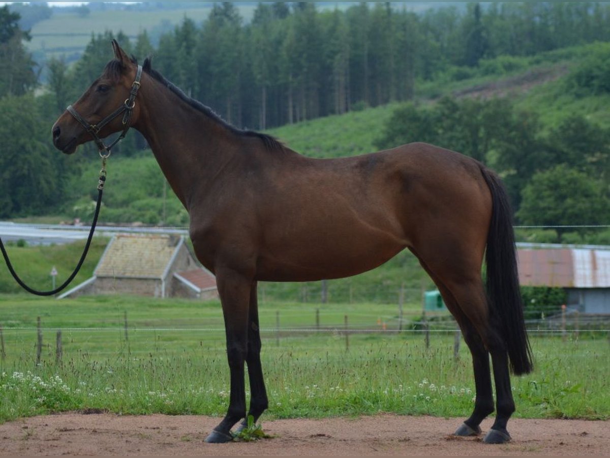 Engelskt fullblod Sto 5 år 160 cm in Trivy