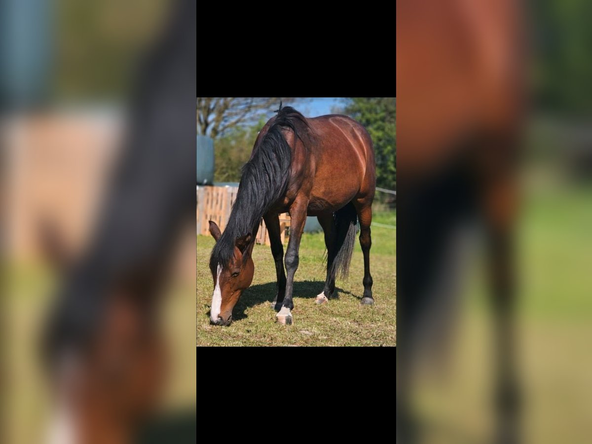 Engelskt fullblod Sto 5 år 164 cm Brun in Ahrensbök