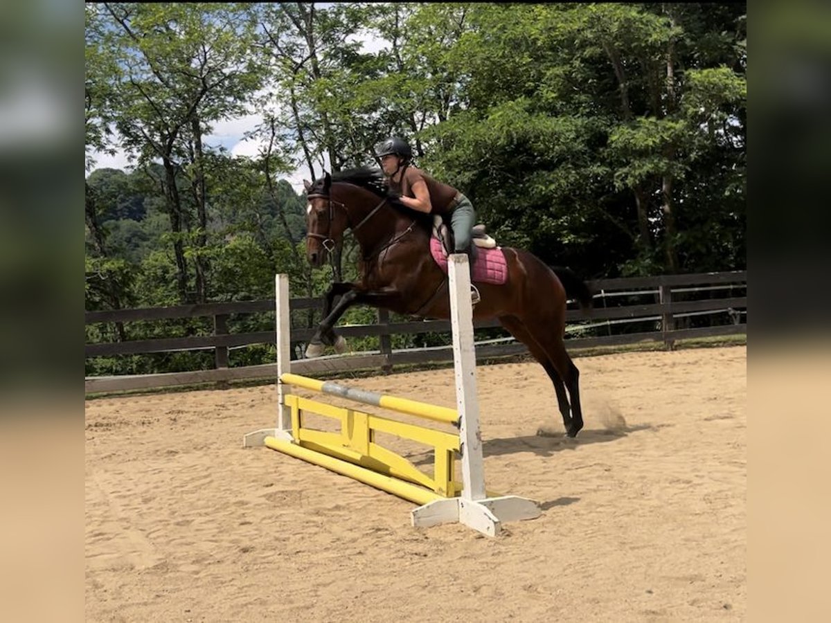 Engelskt fullblod Sto 9 år 168 cm Mörkbrun in Boone NC