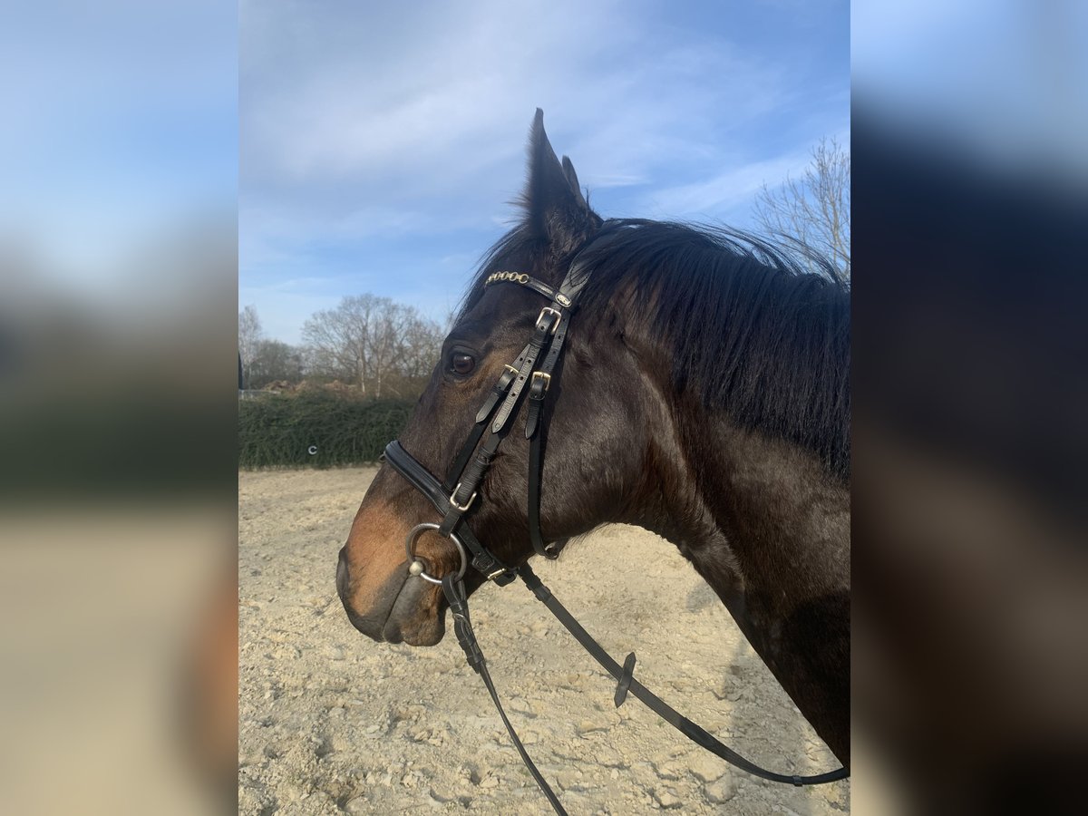 Engelskt fullblod Valack 10 år 164 cm Mörkbrun in Hepstedt