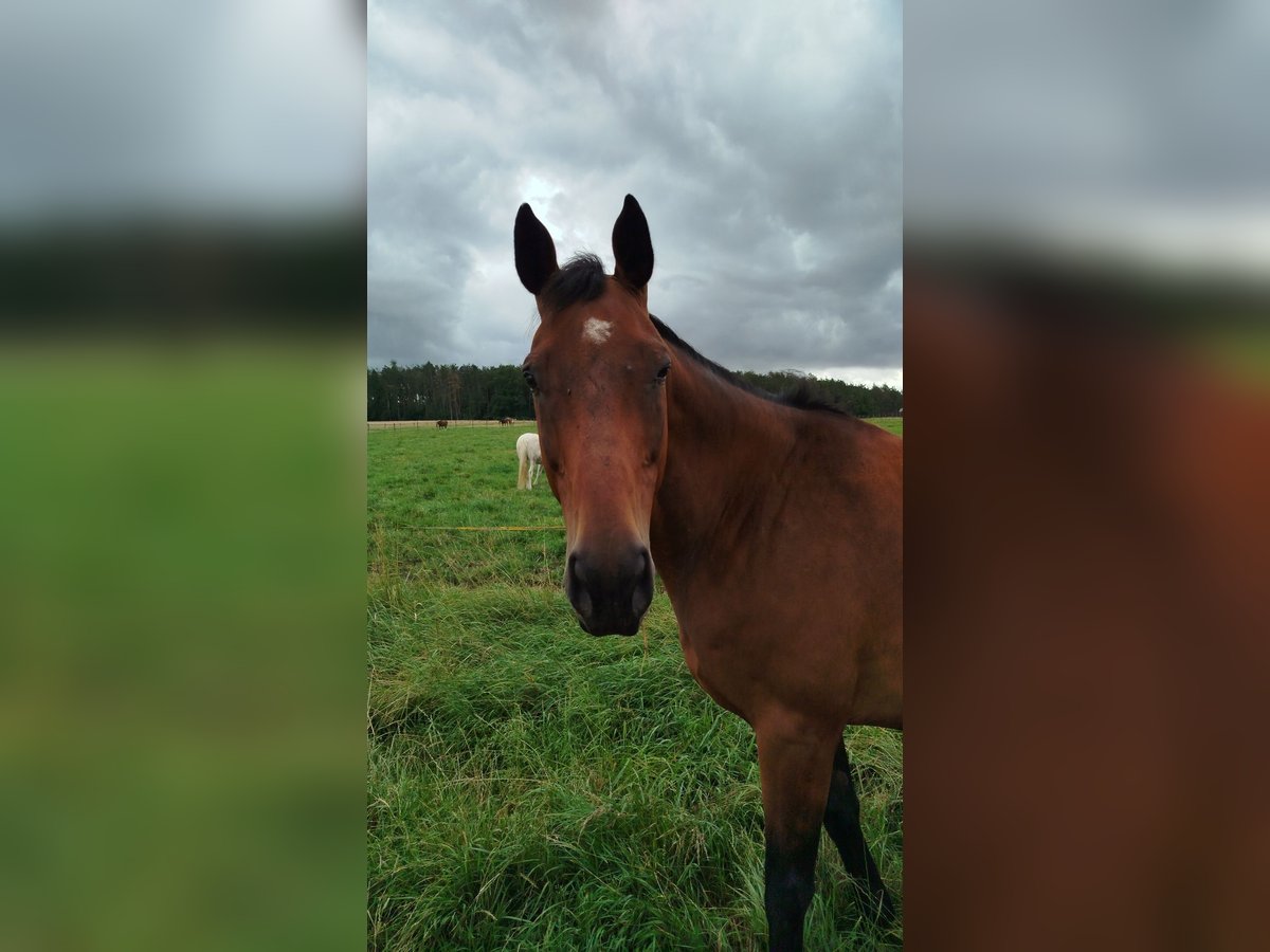 Engelskt fullblod Valack 10 år 167 cm Brun in Metz